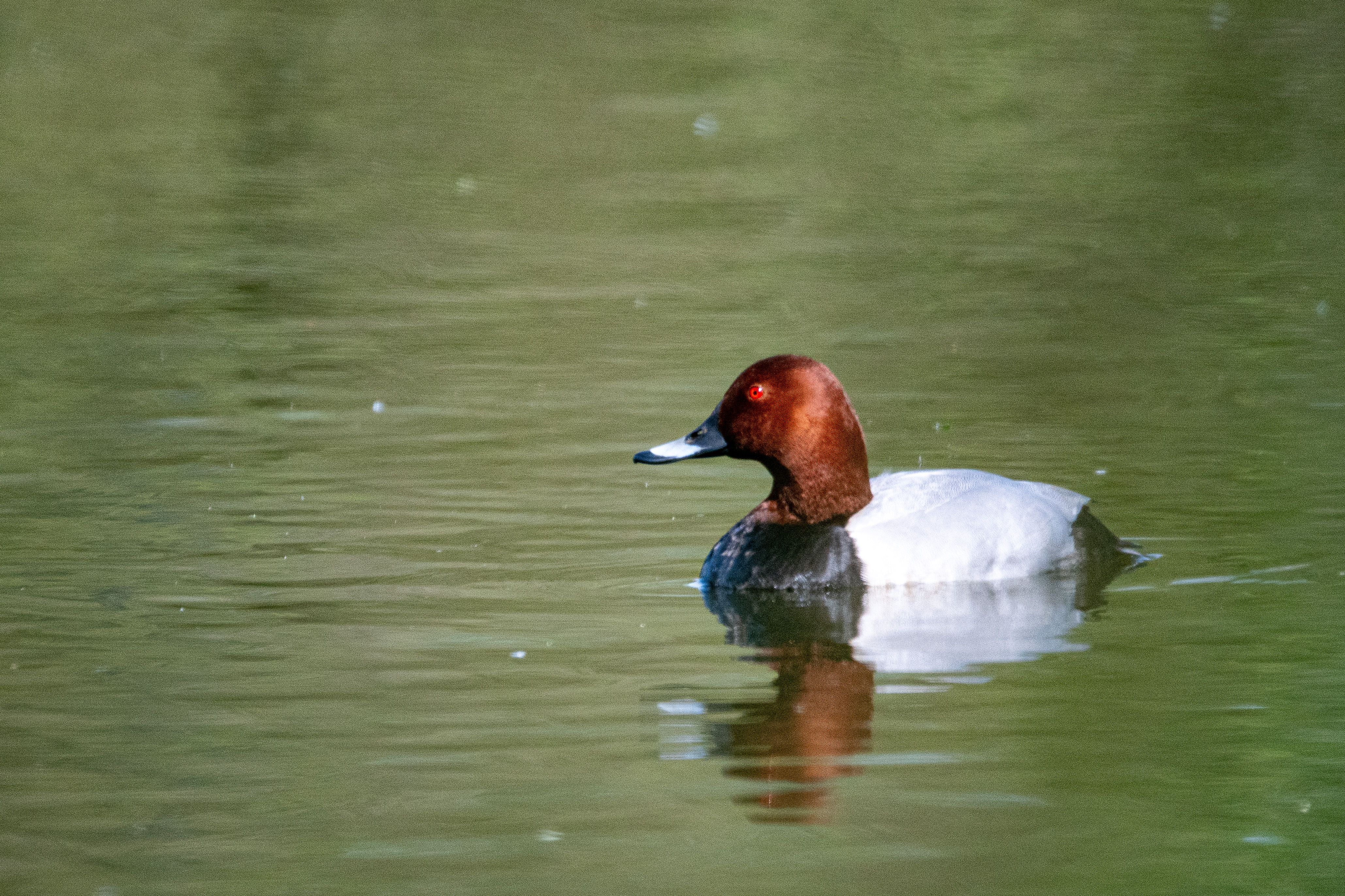 Fuligule milouin (Common Pochard, Aythya ferina), mâle nuptial, Dépôt 54 de la Réserve Naturelle de Mont-Bernanchon.